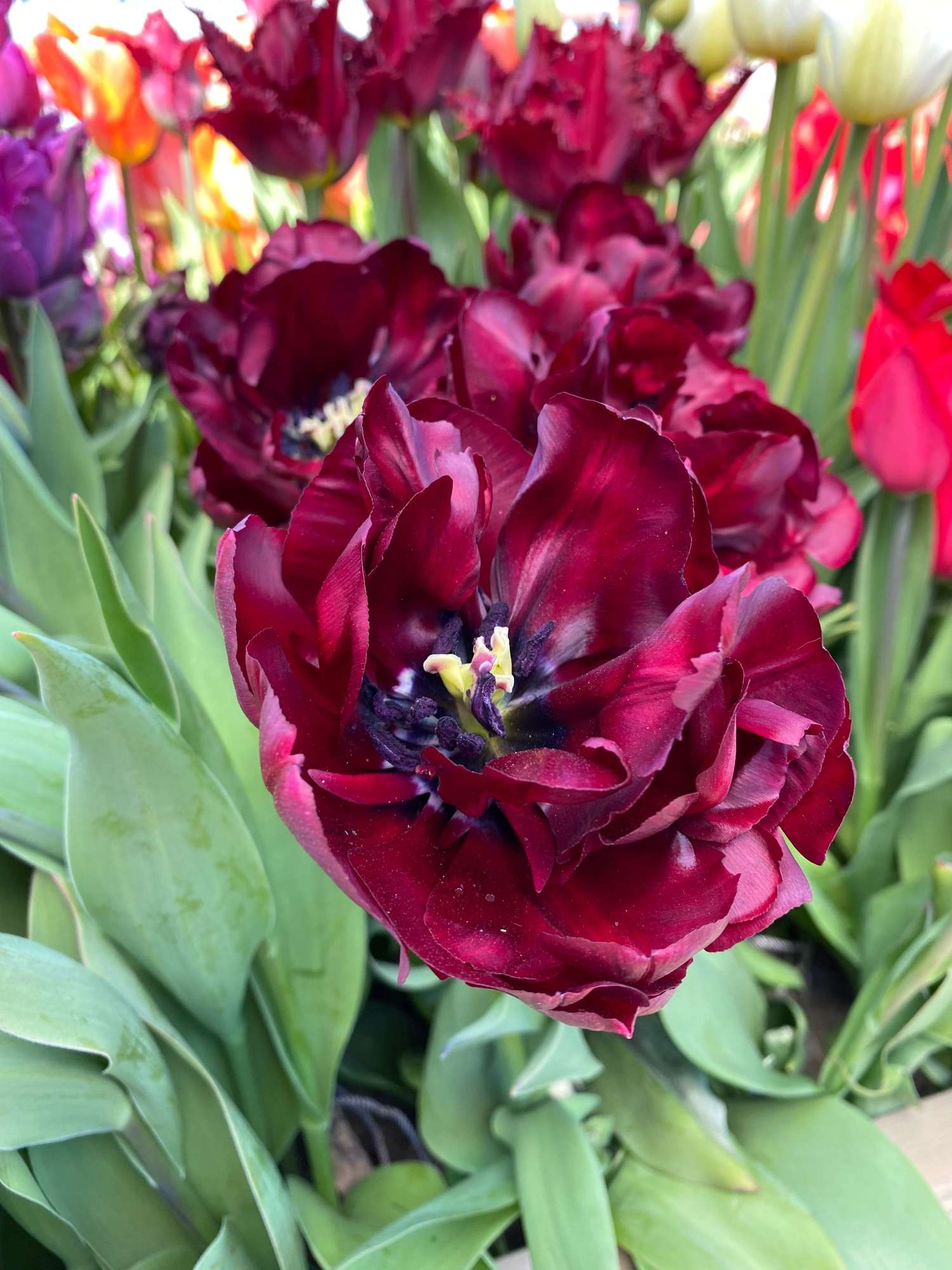 Tulppaani 'Palmyra'